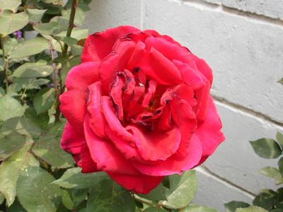 Rosa en el jardín de mi mamá