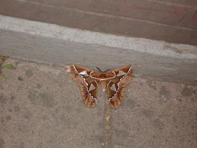 Mariposa muerta en casa de Juan