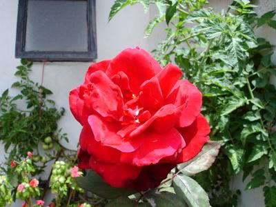 Rosa de verano