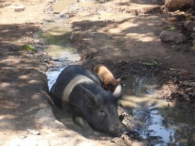 Cochinito