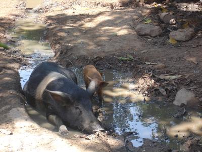 Cochinito