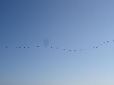 Gaviotas