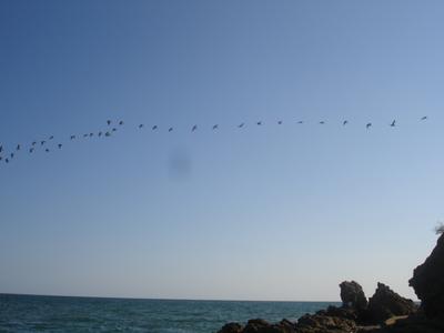 Gaviotas