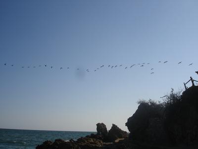 Gaviotas