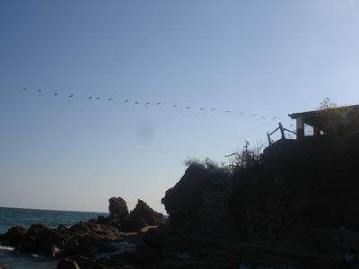 Gaviotas