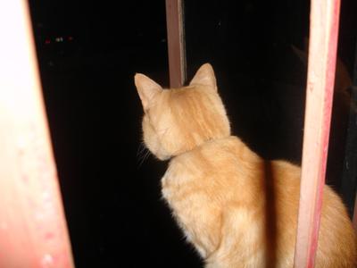 Tigger de chismoso en la ventana