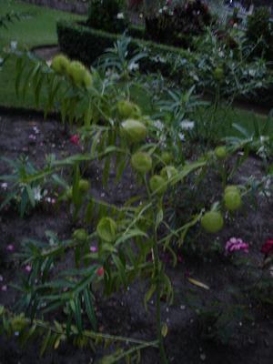 Planta chistosa