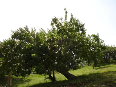 Árbol
