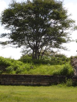 Árbol