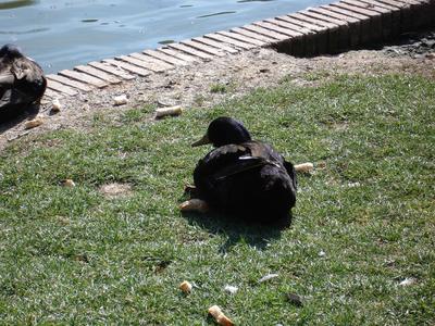 Pato