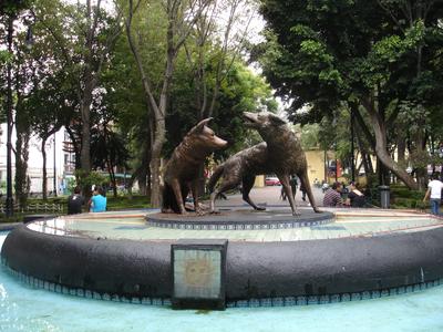 Los coyotes