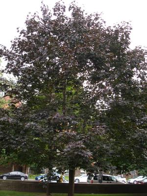 Árbol