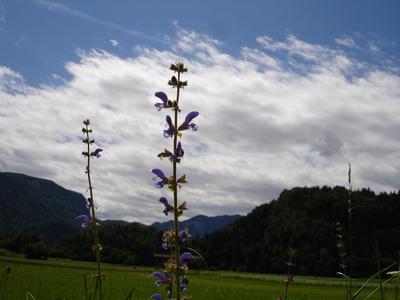 Flores