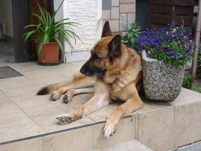 El gentil gigante