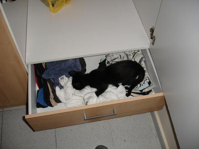 Gato en mi cajón