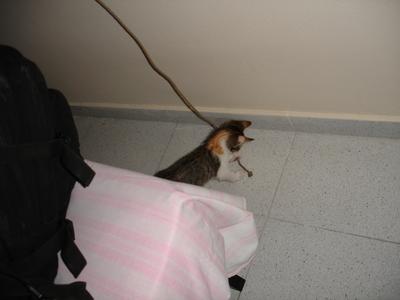 Gato bajo mi cama