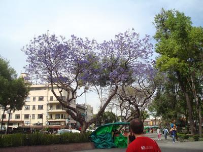 Oswin viendo la jacaranda