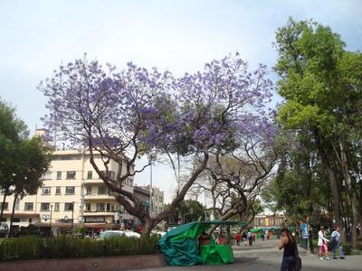 Birgit viendo la jacaranda