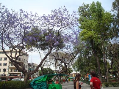 Birgit y Oswin viendo la jacaranda