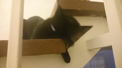 El gato de mi madre