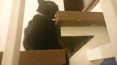 El gato de mi madre