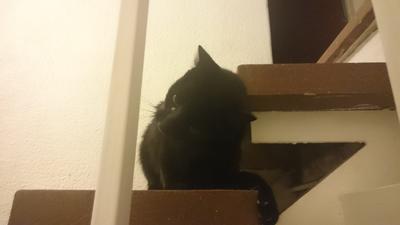 El gato de mi madre