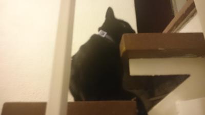El gato de mi madre