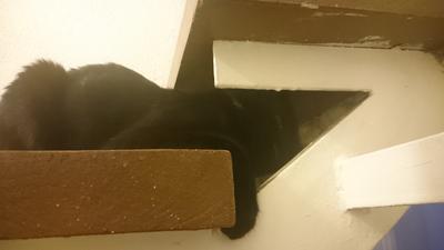 El gato de mi madre