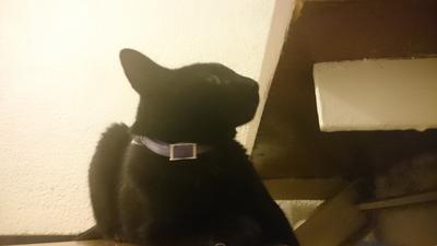 El gato de mi madre