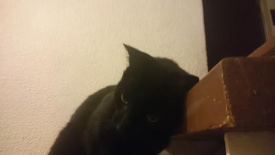 El gato de mi madre