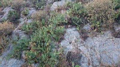 Nopales