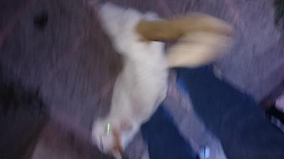 El gato