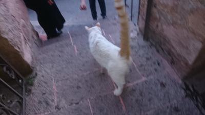 El gato