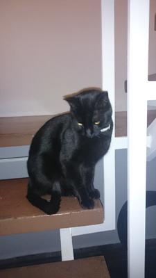 El gato de mi madre