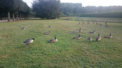 Patos