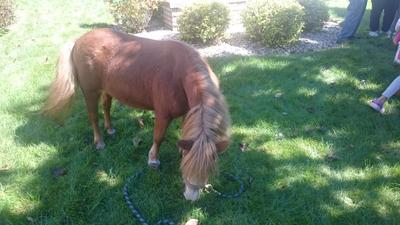 Un caballo chiquito