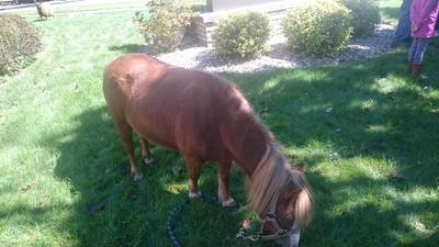 Un caballo chiquito