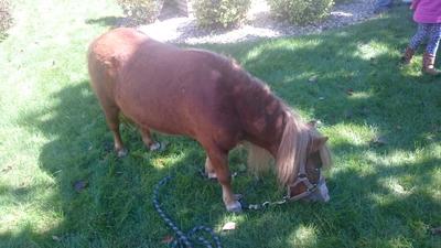 Un caballo chiquito