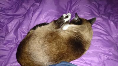 Mauricia durmiendo