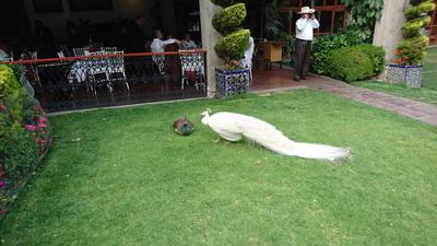 El pavorreal blanco