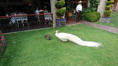 El pavorreal blanco