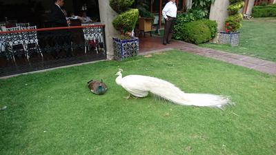 El pavorreal blanco