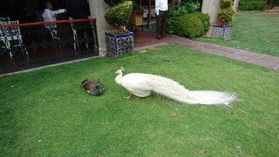 El pavorreal blanco