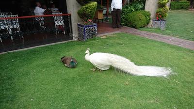 El pavorreal blanco