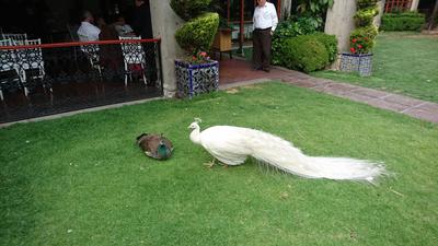 El pavorreal blanco
