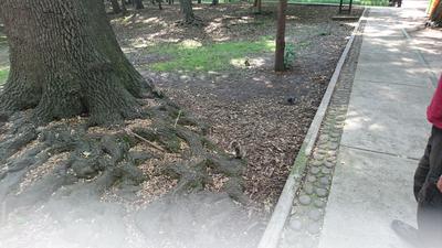 Pájaros y ardillas
