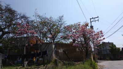 El árbol