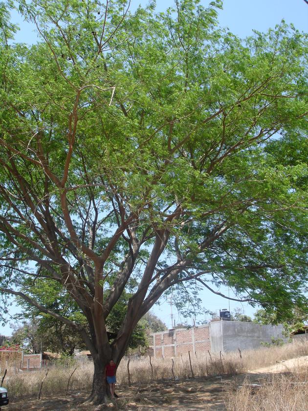 Ana Laura en árbol