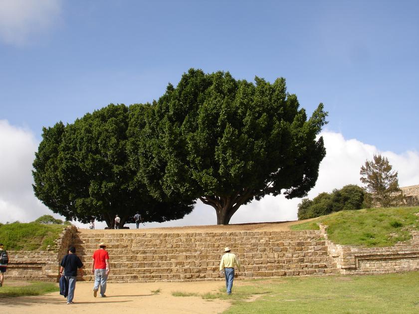 Árboles