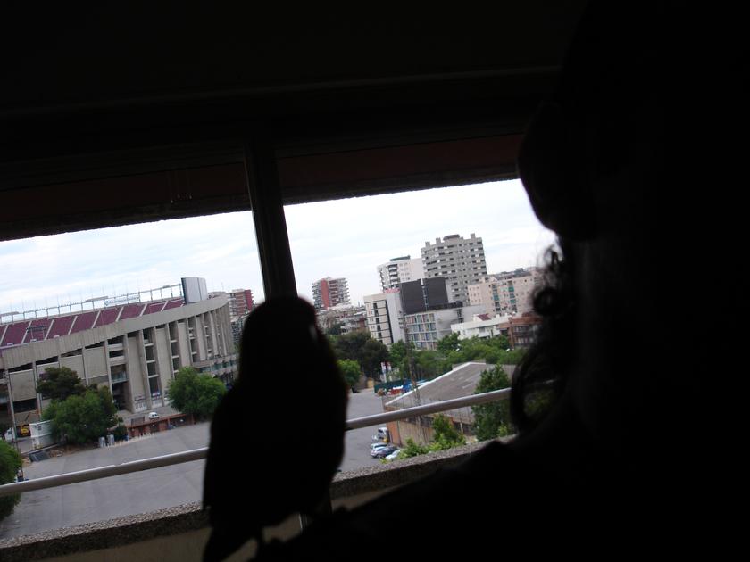 El perico